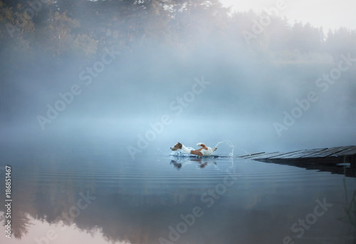 Jack Russell Terrier jumping in the water.