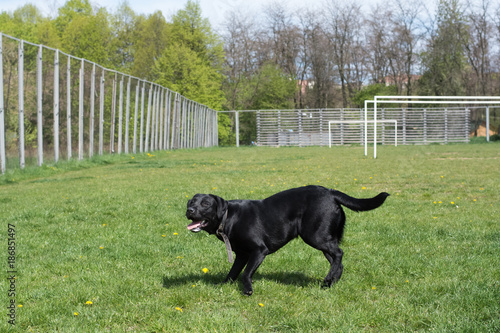 Black dog Labrador on green grass