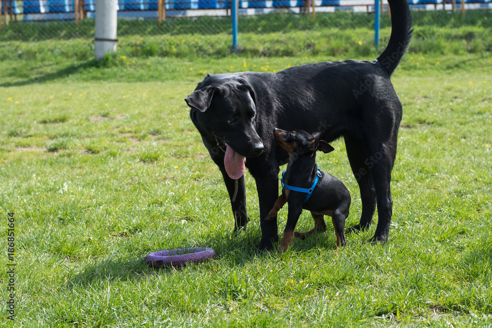 Dog Labrador and miniature German Pinscher puppy play on green grass