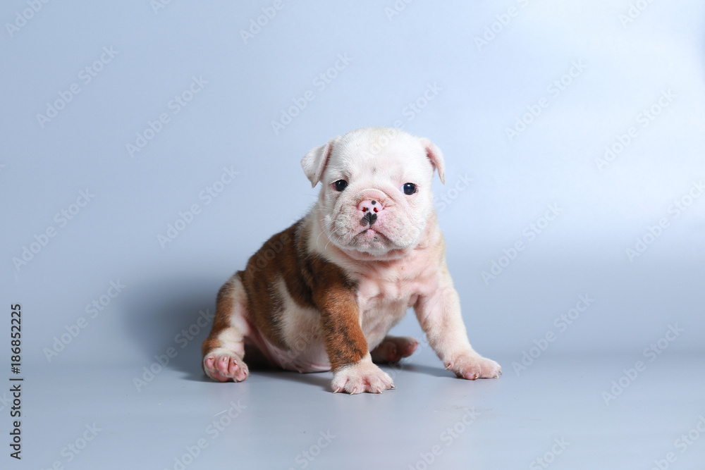 2 month purebred English Bulldog puppy on gray screen 2 month purebred English Bulldog puppy on gray screen