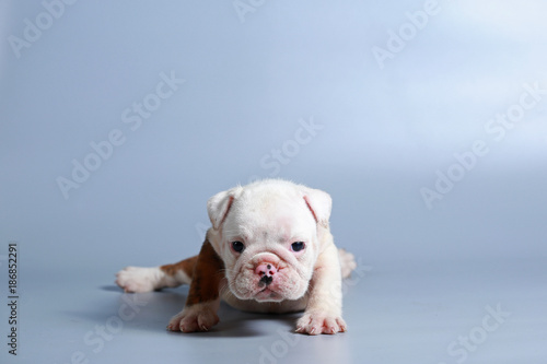 2 month purebred English Bulldog puppy on gray screen