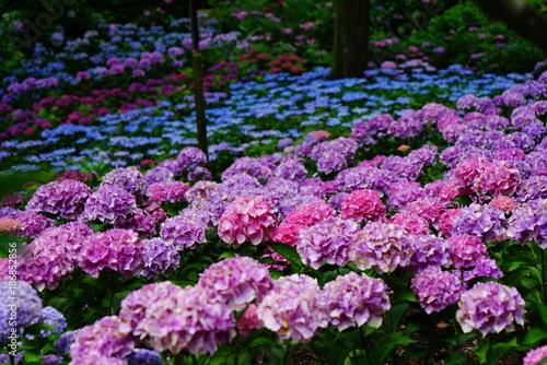京都三室戸寺の紫陽花