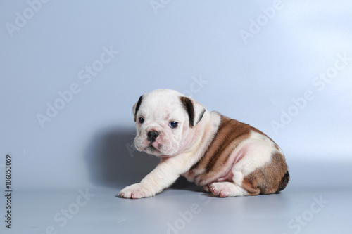 Fototapeta Naklejka Na Ścianę i Meble -  2 month purebred English Bulldog puppy on gray screen
