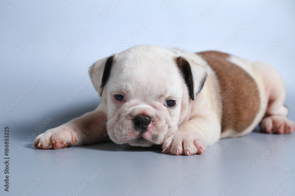 2 month purebred English Bulldog puppy on gray screen