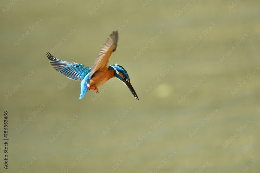 Obraz premium カワセミのホバリング 