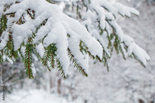 Spruce branches in a winter forest under a thick layer of snow