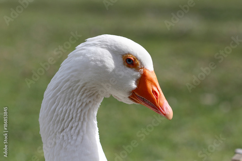 Goose on green background