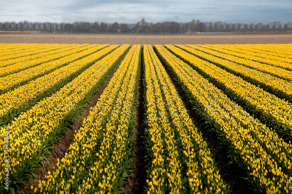 Yellow rows of tulips