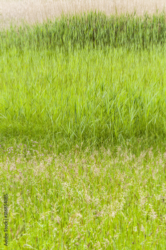 Gräser im Naturschutzgebiet - grasses in the nature reserve