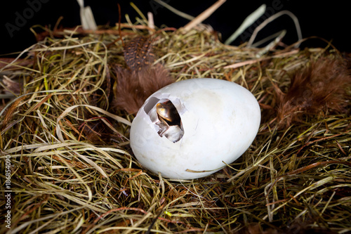 Duckling making a hole