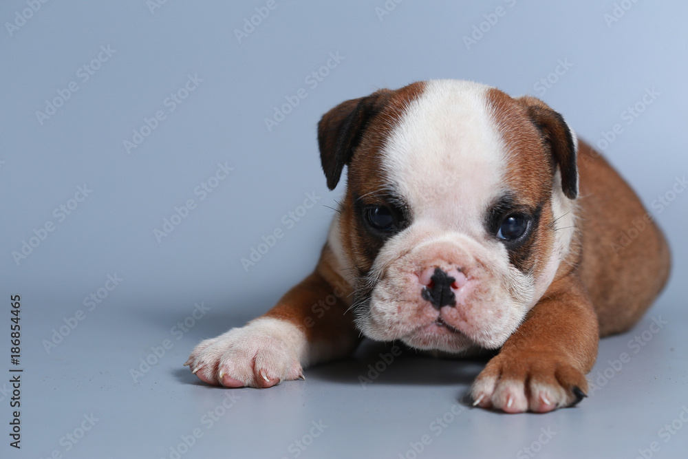 2 month purebred English Bulldog puppy on gray screen 2 month purebred English Bulldog puppy on gray screen