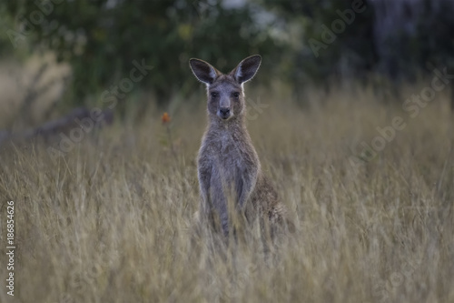 Fototapeta Naklejka Na Ścianę i Meble -  Kangaroo in the long grass
