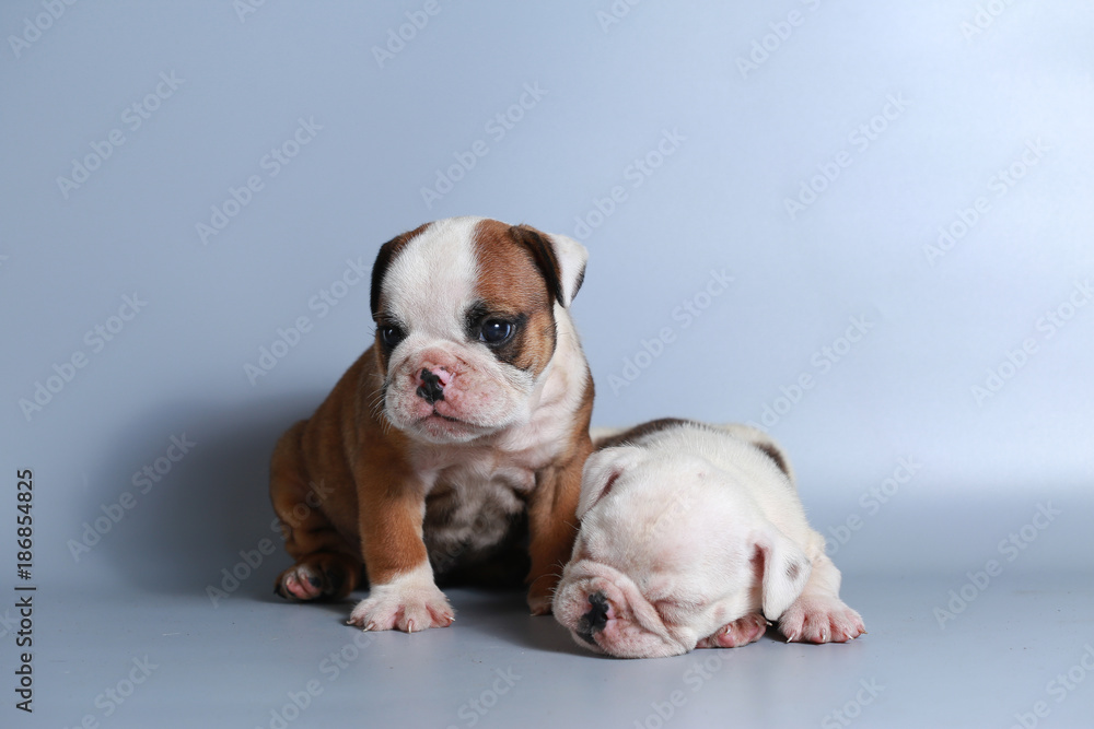 2 month purebred English Bulldog puppy on gray screen 2 month purebred English Bulldog puppy on gray screen