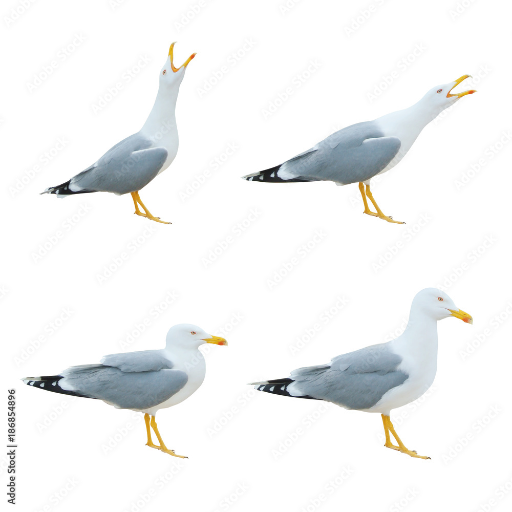Close-up of big white seagulls standing screaming crying with open beak isolated on white background. Close-up of big white seagulls standing screaming crying with open beak isolated on white background.