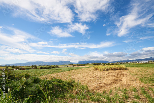 Sugar Cane fields, agriculture in South of Reunion Island (Saint-Pierre, Pierrefonds)