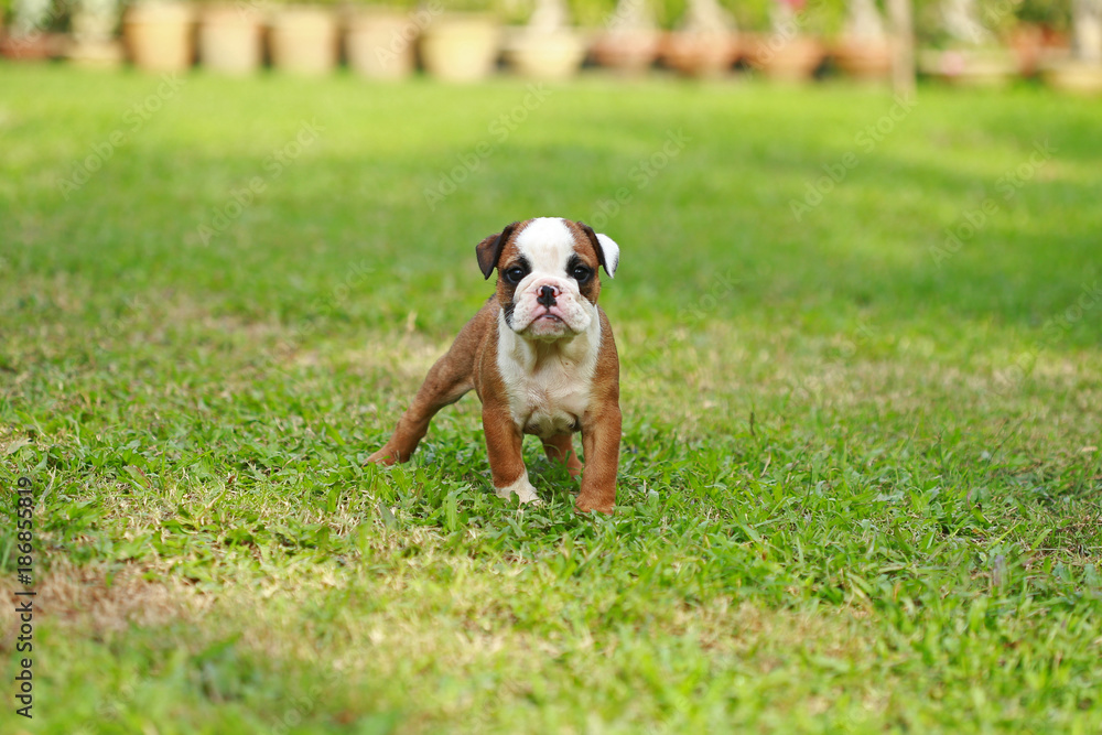 english bulldog puppy enjoy life on greensward english bulldog puppy enjoy life on greensward