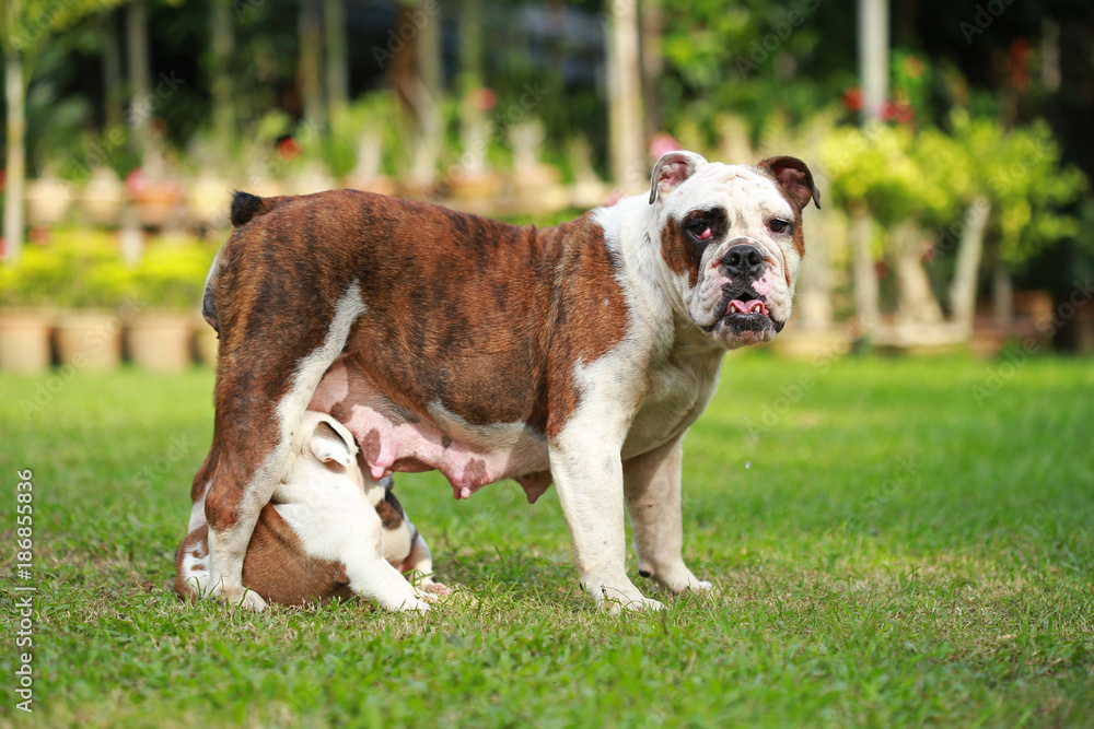 english bulldog puppy enjoy life on greensward