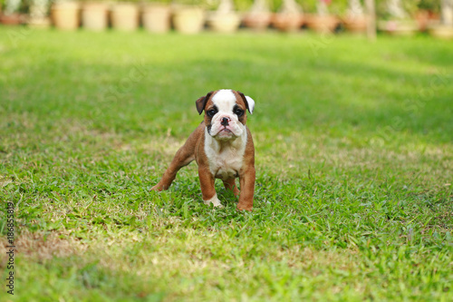 english bulldog puppy enjoy life on greensward