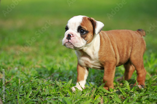 english bulldog puppy enjoy life on greensward