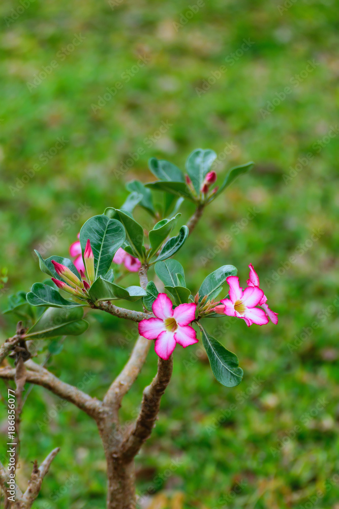 Obraz premium Adenium obesum