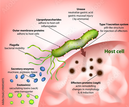 Helicobacter pylori or Campylobacter pylori virulence factors. Process of Infection photo