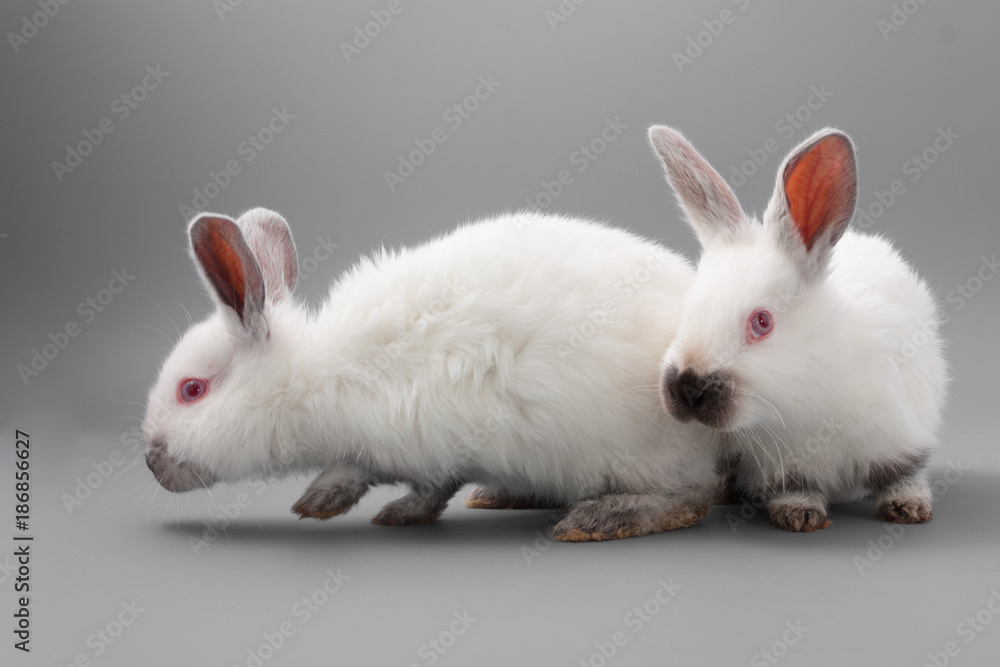 white rabbit with red eyes on a gray background. Studio.