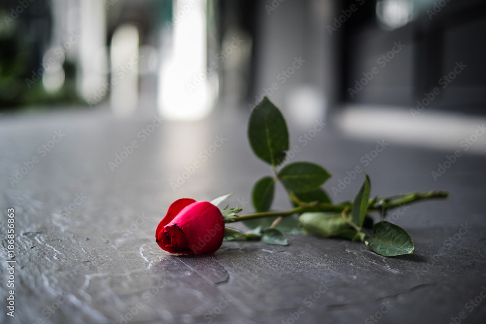 Red rose left on the floor in sadness Valentine's day. A broken heart or  breaking up relationship concept Stock Photo | Adobe Stock