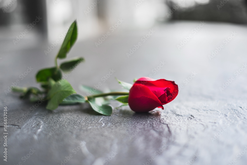 Red rose left on the floor in sadness Valentine's day. A broken heart or breaking up relationship concept Red rose left on the floor in sadness Valentine's day. A broken heart or breaking up relationship concept