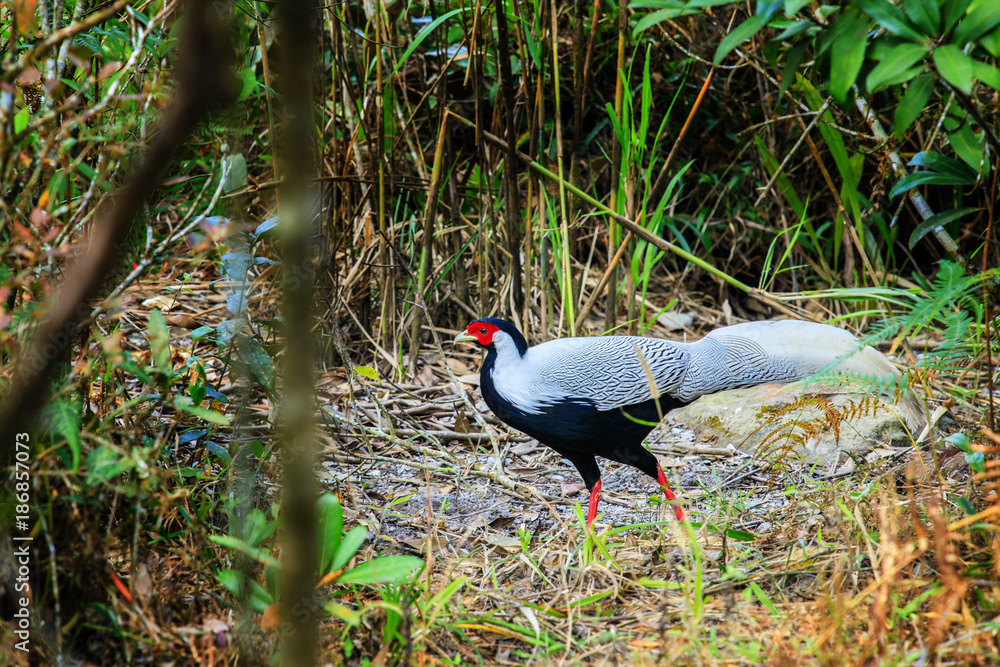 The silver pheasant in wildlife sanctuary of Thailand.