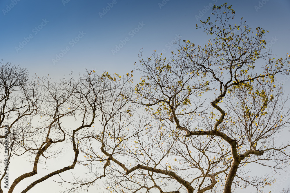 Beautiful tree branches in springtime against blue sky background. Beautiful tree branches in springtime against blue sky background.