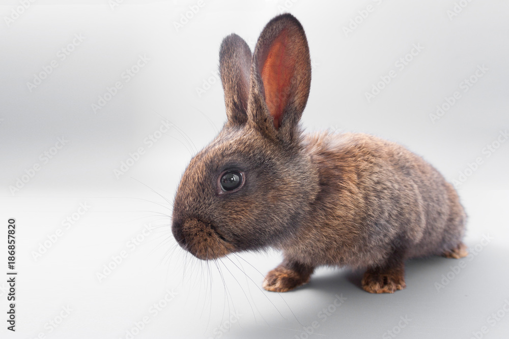 Obraz premium chocolate brown rabbit with red eyes on a gray background. Studio.