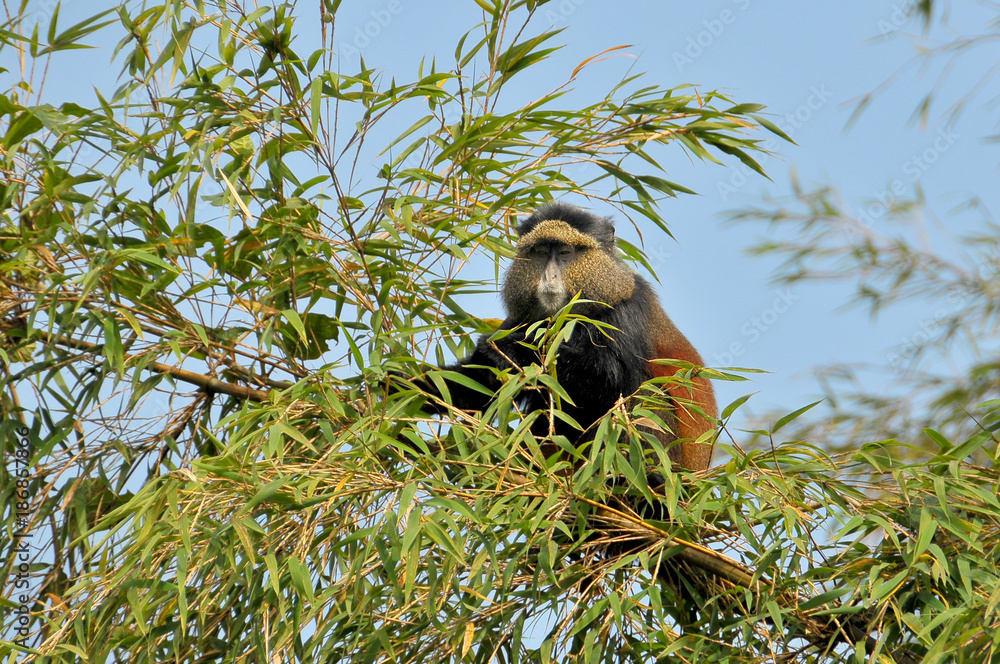Fototapeta premium The golden monkey found in the Virunga volcanic mountains 