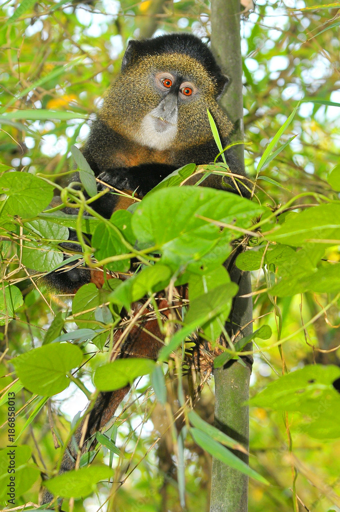 Fototapeta premium The golden monkey found in the Virunga volcanic mountains 