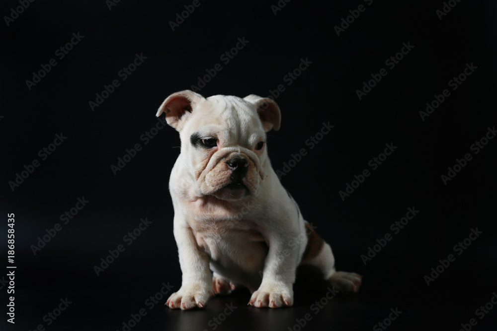 purebred English Bulldog puppy action on balck screen