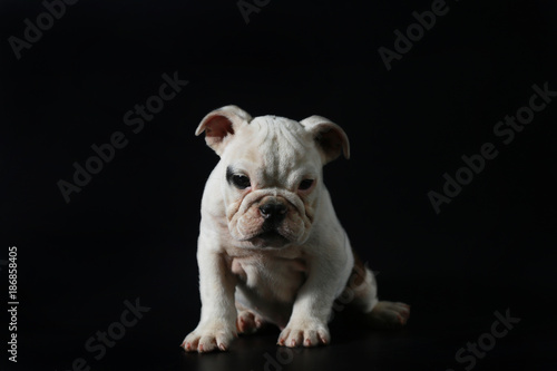 purebred English Bulldog puppy action on balck screen © Sigma s