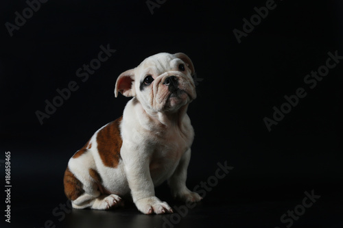 Fototapeta Naklejka Na Ścianę i Meble -  purebred English Bulldog puppy action on balck screen