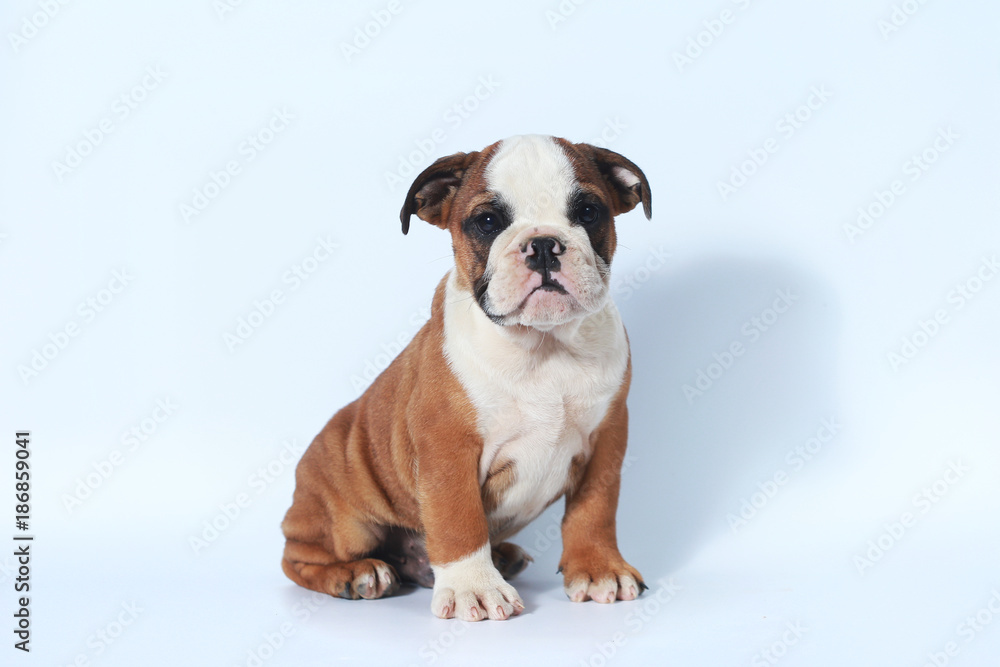 purebred English Bulldog puppy action on white screen purebred English Bulldog puppy action on white screen