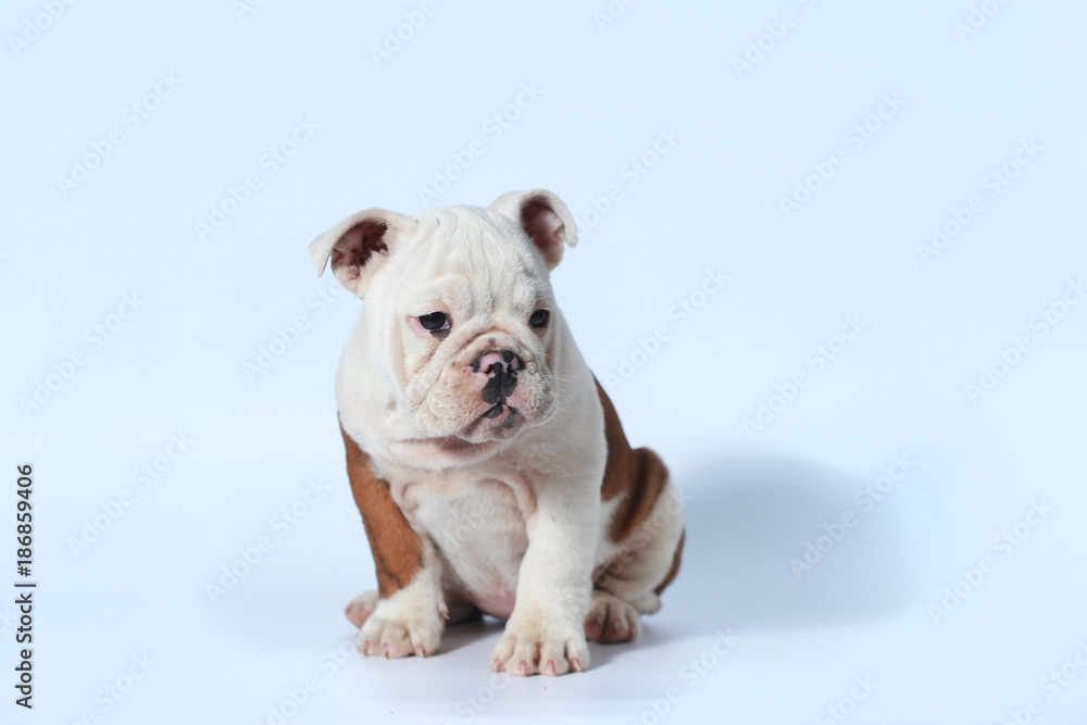 purebred English Bulldog puppy action on white screen purebred English Bulldog puppy action on white screen