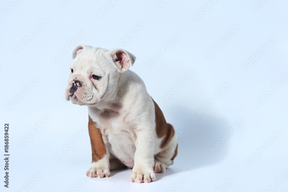 purebred English Bulldog puppy action on white screen purebred English Bulldog puppy action on white screen