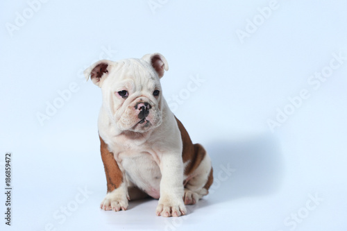 Fototapeta Naklejka Na Ścianę i Meble -  purebred English Bulldog puppy action on white screen