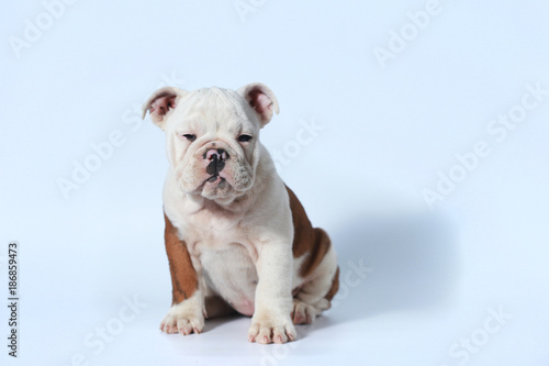 purebred English Bulldog puppy action on white screen © Sigma s