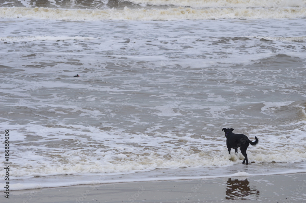 black coming in the dog water in the beach black coming in the dog water in the beach
