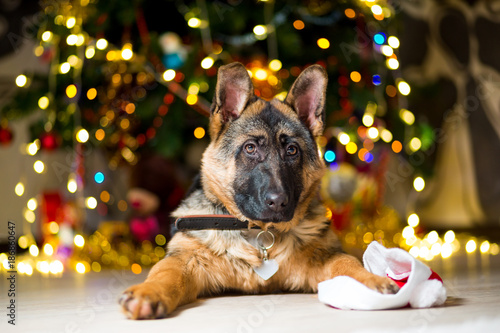 German Shepherd dog at the age of 3 months is lying on the floor near a Christmas tree putting his paw on the hood © fast_9