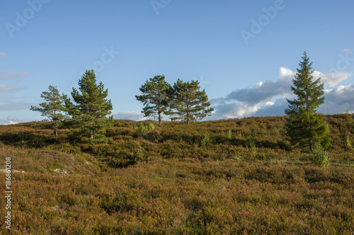 Young pine and spruce growing on the slope of a hill covered with heather