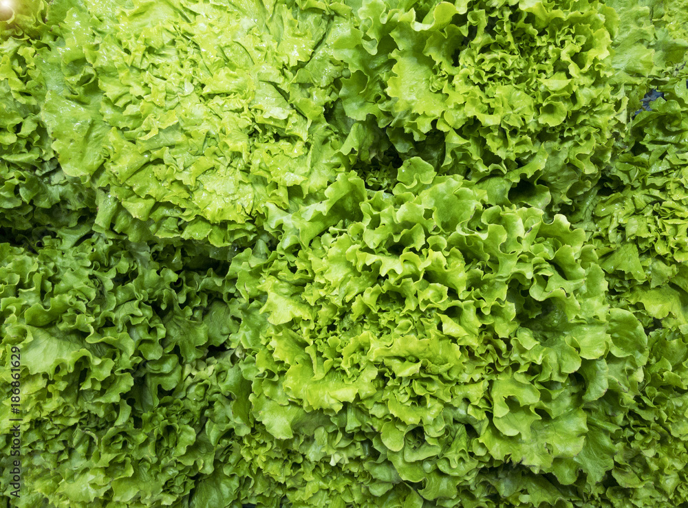 fresh, green and organic lettuce