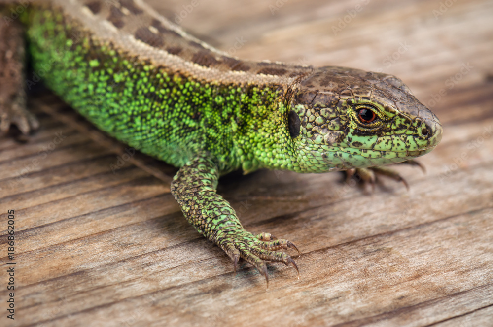 green common lizard