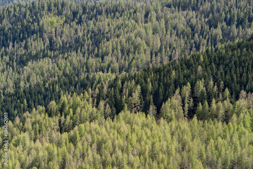 Spring forest with larches, spruces and pines