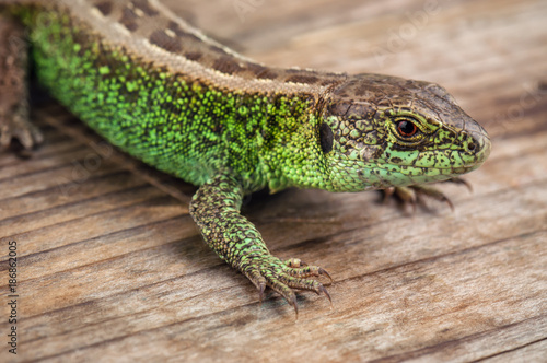 green common lizard