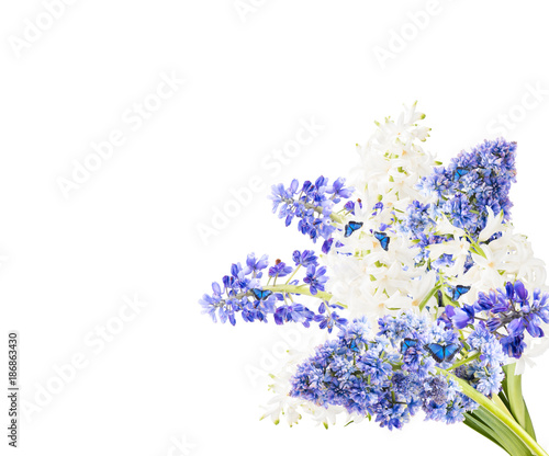 Spring flower,muscari, ble hyacinth isolated on white background
