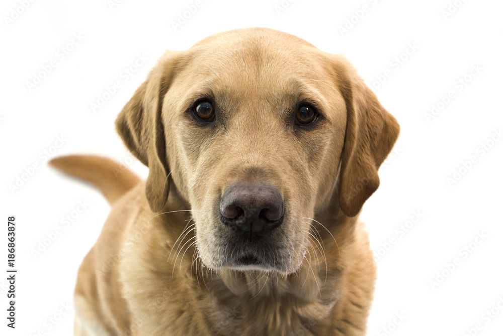 Golden Labrador Looking Into Camera With White Background Golden Labrador Looking Into Camera With White Background